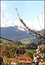 Eiger, Jungfrau, kersenbloesem